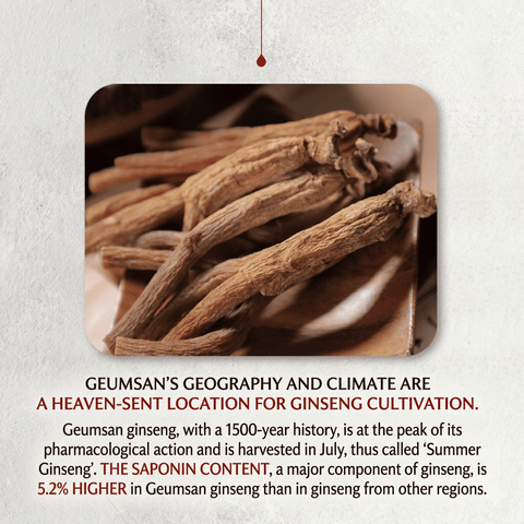 GEUMSAN GINSENG Korean Red Ginseng Concentrate Power Stick (6 Years Old)